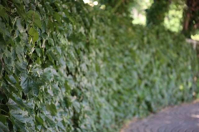 Trimming hedges to improve curb appeal