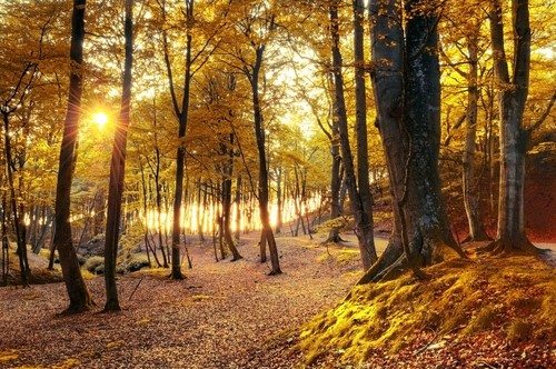 New Forest Woodland