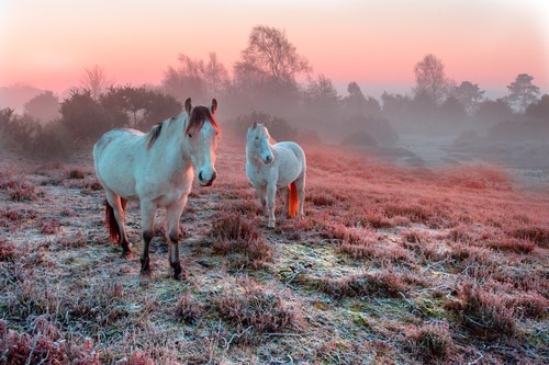 New Forest