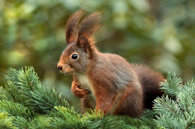 Encouraging wildlife (squirrel) for curb appeal