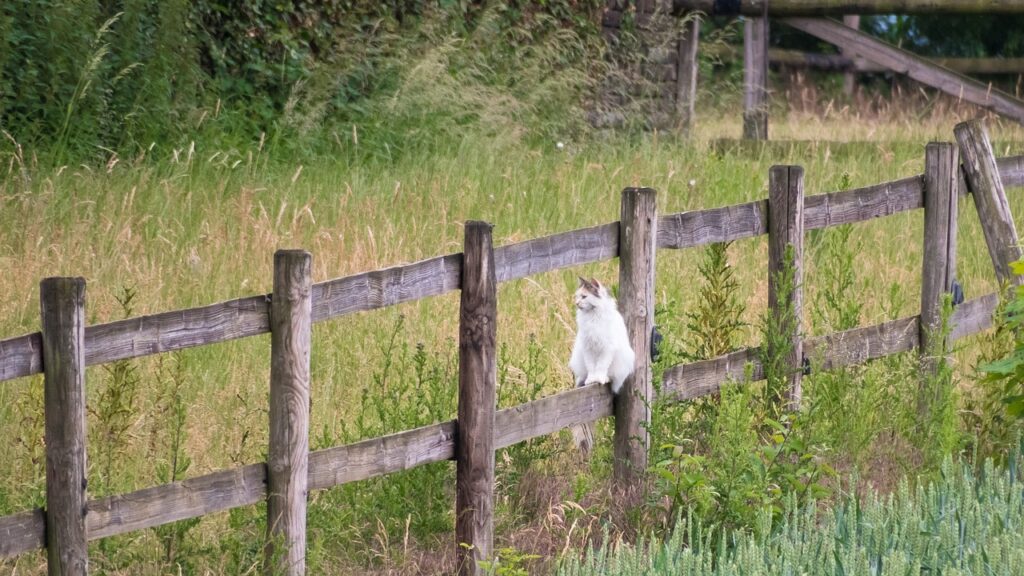 cat on the fence