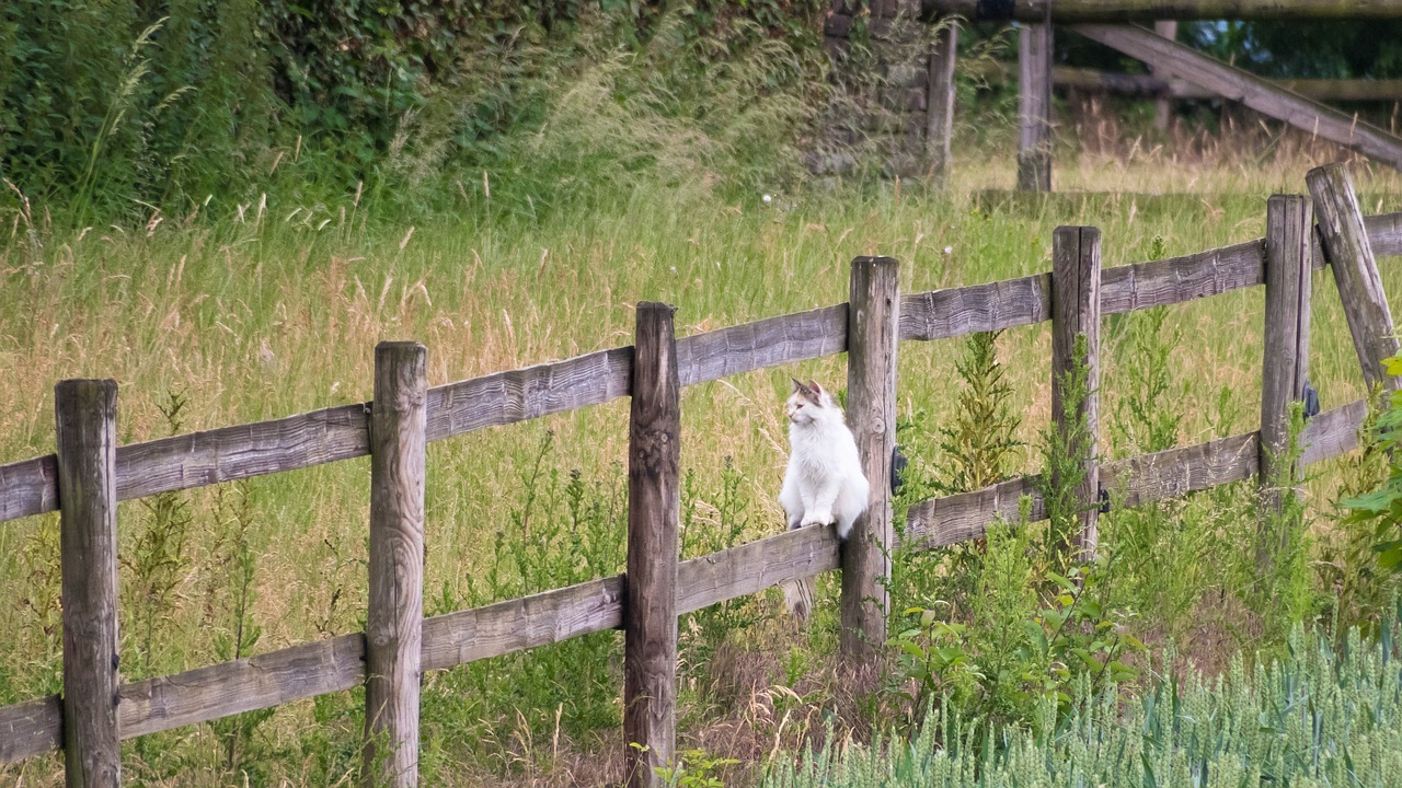 cat on the fence