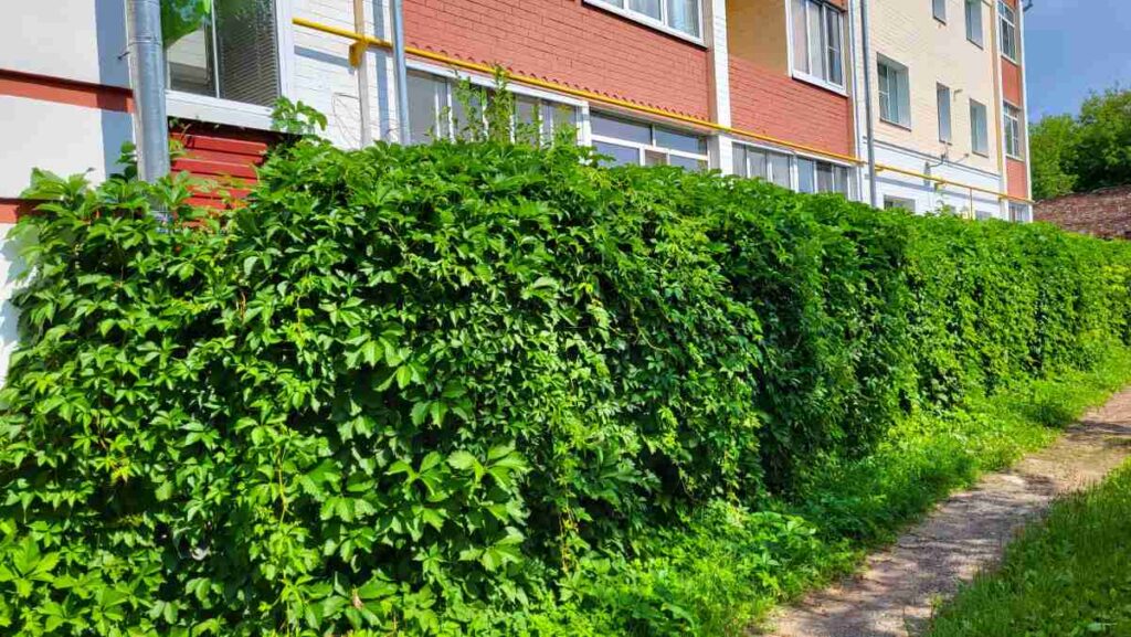 A live green hedge of maiden grapes in summer near the house
